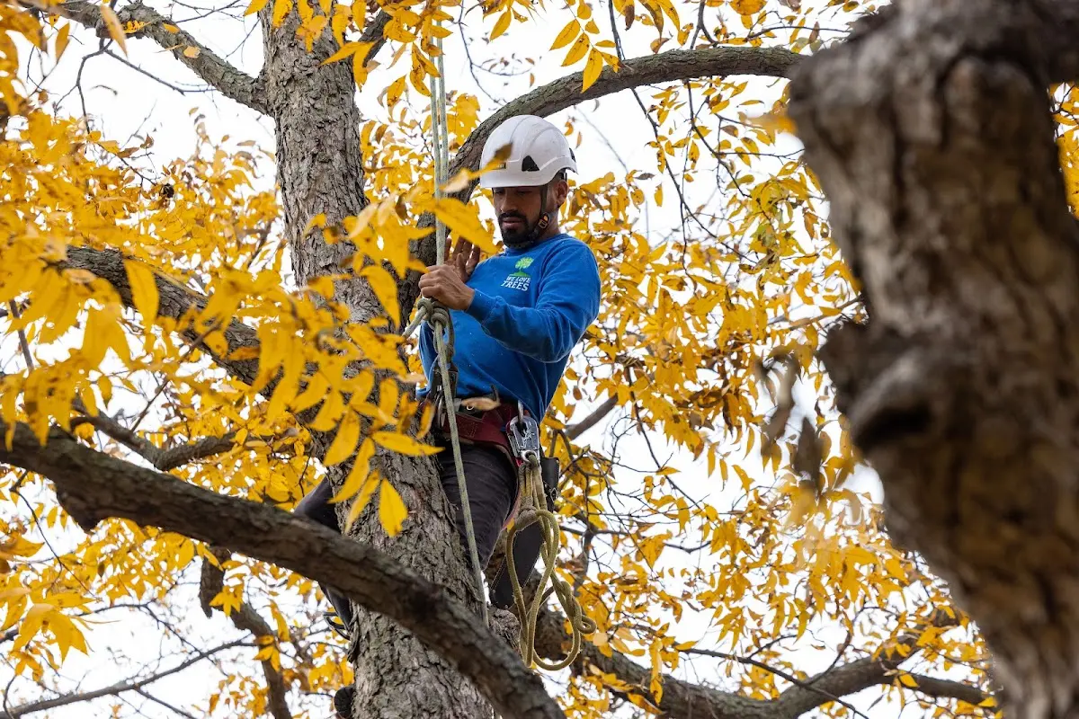 Skilled Tree Planing crew working in Sedalia